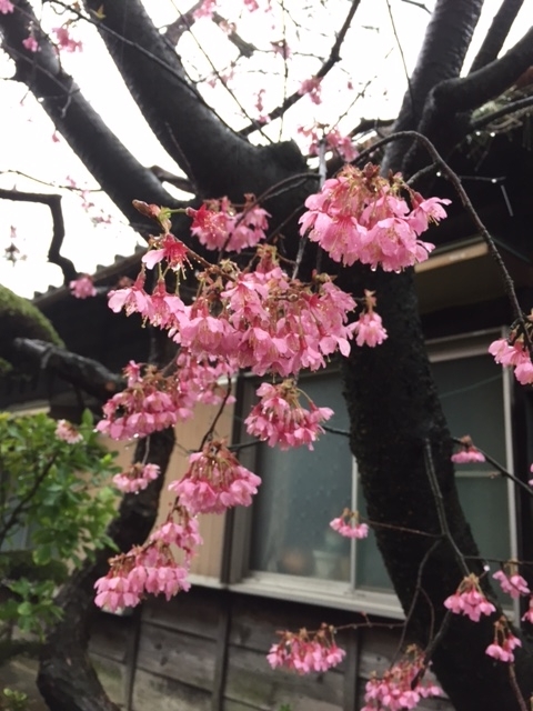 おかめ桜